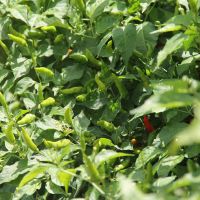 Pimenta do perímetro irrigado atraiu compradores estrangeiros - foto: Fernando Augusto (Ascom/Cohidro)