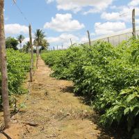 Pimenteiras recebem fertirrigação por gotejamento - foto: Fernando Augusto (Ascom/Cohidro)
