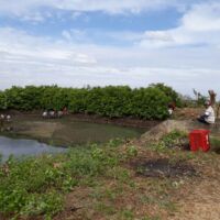 Produtores do Setor 03 trabalham na limpeza do reservatório da EB-03 - Foto Andrea Santos (Califórnia-Cohidro) (1)