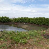 Produtores do Setor 03 trabalham na limpeza do reservatório da EB-03 - Foto Andrea Santos (Califórnia-Cohidro) (3)
