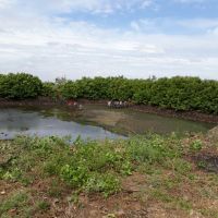 Produtores do Setor 03 trabalham na limpeza do reservatório da EB-03 - Foto Andrea Santos (Califórnia-Cohidro) (3)