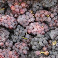 Foto Fernando Augusto