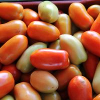 Caixa do tomate foi vendia por até R$ 100 - foto Fernando Augusto (Ascom/Cohidro)