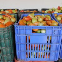 Caixa do tomate foi vendia por até R$ 100 - foto Fernando Augusto (Ascom/Cohidro)