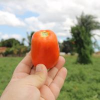 Caixa do tomate foi vendia por até R$ 100 - foto Fernando Augusto (Ascom/Cohidro)