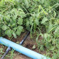 No Perímetro Piauí irrigação é a base para produção tomate - foto Fernando Augusto (Ascom/Cohidro)