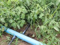 No Perímetro Piauí irrigação é a base para produção tomate - foto Fernando Augusto (Ascom/Cohidro)