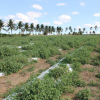 O mulching acompanha a plata até o período de colheita, protegendo folhas e frutos da contaminaçãodo solo - Foto Fernando Augusto (Ascom/Cohidro)