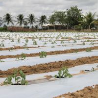 Tomate plantado na área de Gildeon, no Piauí, usando tecnologias de mulching e fertirrigação - Foto Fernando Augusto (Ascom/Cohidro)
