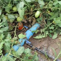 fertirrigação leva água e nutirentes até a taiz da planta via gotejamento, o que também gera economia de água - foto Fernando Augusto (Ascom/Cohidro)