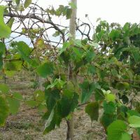 Acompanhamento da uva no lote do irrigante José Leidson dos Santos, também no Califórnia - foto arquivo pessoal (4)