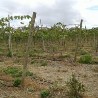 Acompanhamento da uva no lote do irrigante José Leidson dos Santos, também no Califórnia - foto arquivo pessoal (5)