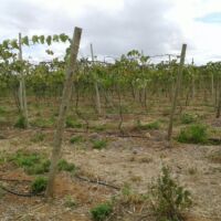 Acompanhamento da uva no lote do irrigante José Leidson dos Santos, também no Califórnia - foto arquivo pessoal (5)
