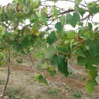Acompanhamento da uva no lote do irrigante José Leidson dos Santos, também no Califórnia - foto arquivo pessoal (6)