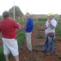 Acompanhamento da uva no lote do irrigante José Leidson dos Santos, também no Califórnia - foto arquivo pessoal (7)