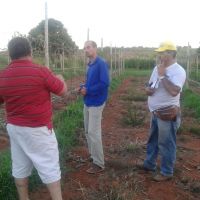 Acompanhamento da uva no lote do irrigante José Leidson dos Santos, também no Califórnia - foto arquivo pessoal (7)