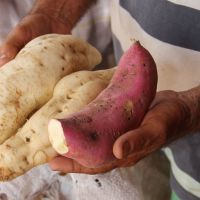 Escolha da variedade de produtos é feita a partir de um cardápio que atenda as necessidades nutricionais diárias do indivíduo - Foto Fernando Augusto (Ascom Cohidro)