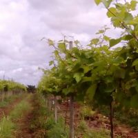 Uvas de Sicrack já apresenta bom desenvolvimento depois de 26 dias da poda - foto arquivo pessoal (1)