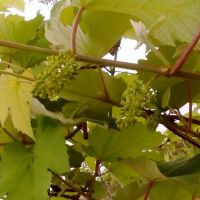 Uvas de Sicrack já apresenta bom desenvolvimento depois de 26 dias da poda - foto arquivo pessoal (2)