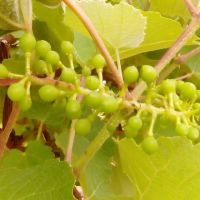 Uvas de Sicrack já apresenta bom desenvolvimento depois de 26 dias da poda - foto arquivo pessoal (3)