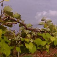 Uvas de Sicrack já apresenta bom desenvolvimento depois de 26 dias da poda - foto arquivo pessoal (4)