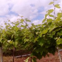 Uvas de Sicrack já apresenta bom desenvolvimento depois de 26 dias da poda - foto arquivo pessoal (5)