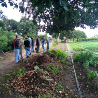 Lotes irrigados são espaço ilimitado para a pesquisa e aplicação técnicas de ciências agrícolas - foto arquivo pessoal