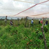 Visita em estufa do produtor orgânico João Pacheco, no perímetro Piauí - foto arquivo pessoal
