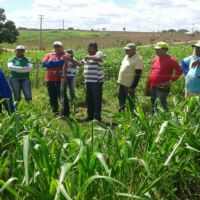 A presença dos técnicos da Cohidro é frequente no projeto piloto do 'Balde Cheio', no perímetro Califórnia - foto Andreia Santtos (Cohidro Califórnia)