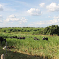 Animais trocam de piquetes todo dia, de forma a sempre encontrar pasto maior no piquete ao lado - foto Fernando Augusto (Ascom Cohidro)