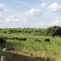 Animais trocam de piquetes todo dia, de forma a sempre encontrar pasto maior no piquete ao lado - foto Fernando Augusto (Ascom Cohidro)