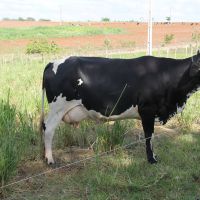 Melhoramento genético dos rebanhos contribui com o sucesso do 'Balde Cheio' - foto Fernando Augusto (Ascom Cohidro)