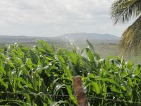 O milho verde irrigado nos perímetros públicos é exportando em espiga ou pode virar forragem para alimentar o gado - foto Fernando Augusto (Ascom Cohidro)