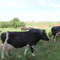 Piquetes são separados somente por um fio de arame especial com carga elétrica de baixa voltagem, suficiente para afastar o animal - foto Fernando Augusto (Ascom Cohidro)