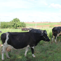 Piquetes são separados somente por um fio de arame especial com carga elétrica de baixa voltagem, suficiente para afastar o animal - foto Fernando Augusto (Ascom Cohidro)