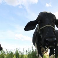 Produção de leite é principal atividade rural do Alto Sertão Sergipano - Foto Fernando Augusto (Ascom Cohidro)