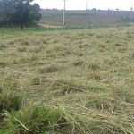 Foto: Arquivo pessoal - Roberto Ramos (Califórnia/Cohidro)