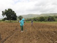 Agricultores que já receberam a instalação do novo sistema de irrigação plantam novas culturas - foto Ascom Cohidro