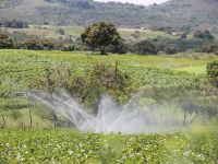 Aspersores convencionais entram desuso pelo alto consumo e desperdício de água - foto Ascom Cohidro