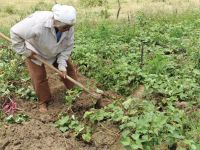Dona Josefa, com ajuda da família, tira o sustendo da lida com o lote irrigado pela Cohidro e agora com irrigação nova e automatizada - foto Ascom Cohidro
