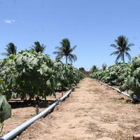 Quiabo também recebeu os benefícios da fertirrigação adaptada ao seu cultivo - Foto Fernando Augusto (Ascom Cohidro)