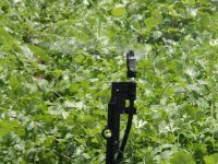 Microaspersão consome menos água que os aspersores convencionais, têm preço menor e não irriga as plantas em excesso - foto Ascom Cohidro