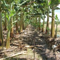 Sistema de microaspersão fertirrigada foi aplicado à banana - Foto Fernando Augusto (Ascom Cohidro)