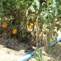 Tomate se adapta bem à fertirrigação por gotejamento, seja por espaldeiras (foto) ou no sistema de lonas ‘mulching’ - Foto Fernando Augusto (Ascom Cohidro)