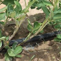 Água dilui fertilizante que chega até os pés de amendoim via sistema de irrigação por gotejo - Alves - Foto Fernando Augusto (Ascom Cohidro)