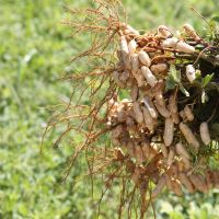 Amendoim ajuda na manutenção do solo na reposição de nutrientes como o nitrogênio - Foto Fernando Augusto (Ascom Cohidro)