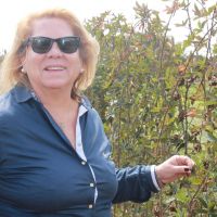 Gerente Eliane Moraes também tem organizado encontros entre cooperados e bancos de crédito rural - foto Fernando Augusto (Ascom Cohidro)