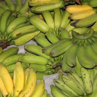 Banana prata anã fertirrigada tem comercialização garantida no próprio município de Lagarto - Foto Fernando Augusto (Ascom Cohidro)