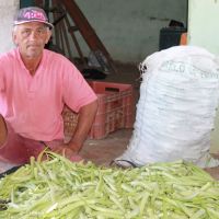 Gildeon Dias dos Reis tem perto de 12 mil pés de quiabo e pretende colher 50.000 unidades, já selecionada, semanalmente e durante três meses - Foto Fernando Augusto (Ascom Cohidro)