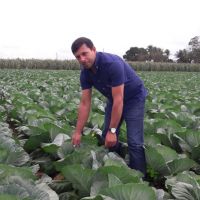 Gildo Almeida no lote de repolho fertirrigado do produtor irrigante Renilson de Jesus Araújo – Foto Arquivo Pessoal